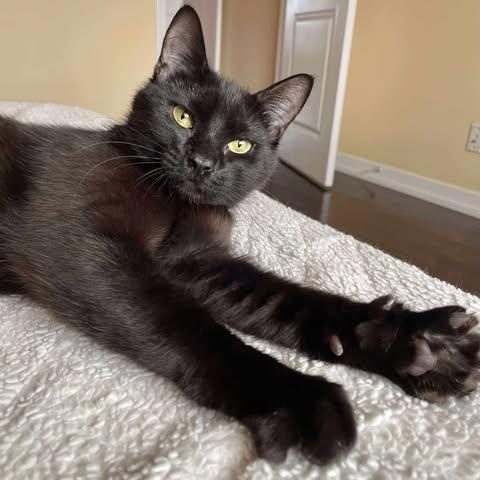VELVET, an adoptable Domestic Short Hair in Campbell River, BC, V9W 5A7 | Photo Image 2