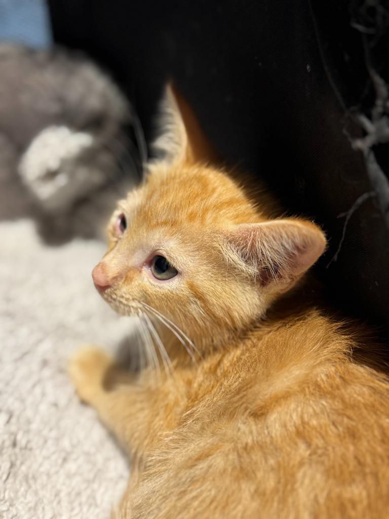 Enlarge Cat-illac, a Adoptable mixed breed in New Braunfels, TX image 1/3