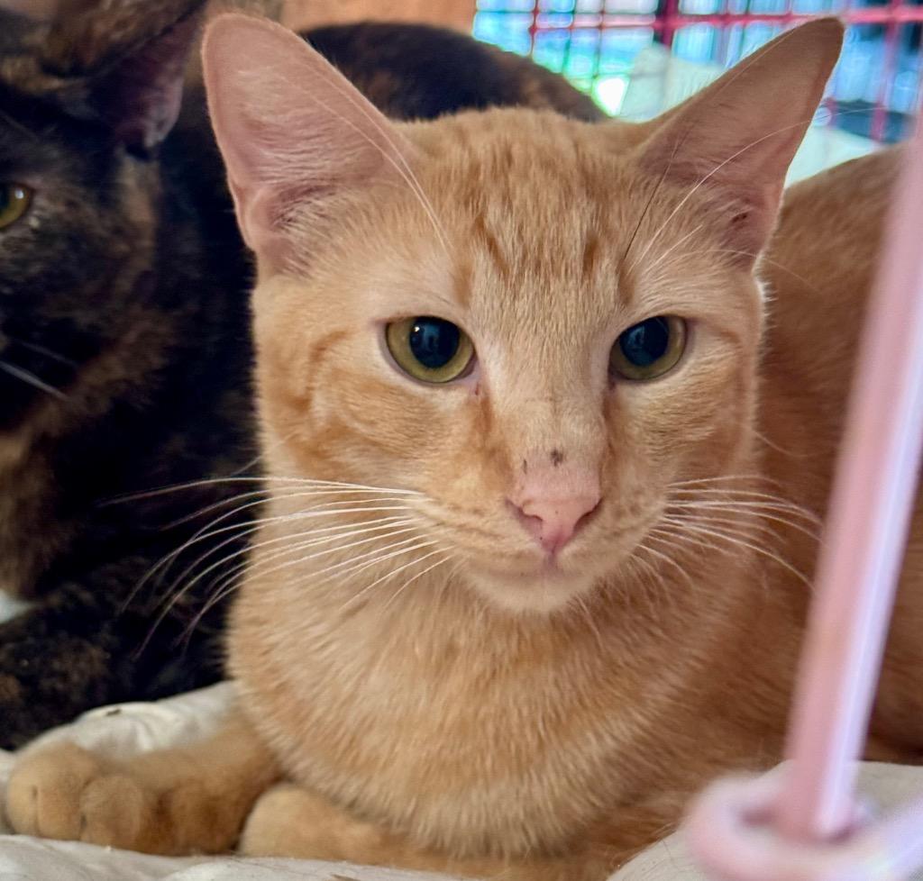 Enlarge Cat-illac, a Adoptable mixed breed in New Braunfels, TX image 2/3