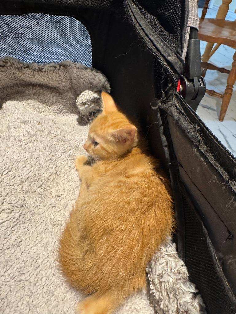 Enlarge Cat-illac, a Adoptable mixed breed in New Braunfels, TX image 3/3