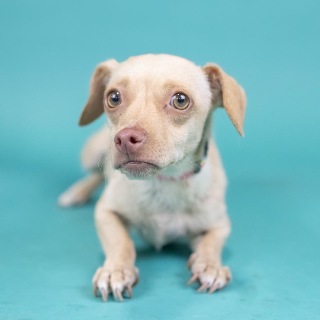 Enlarge Lorraine, a Adoptable Chihuahua in Portland, OR image 1/1