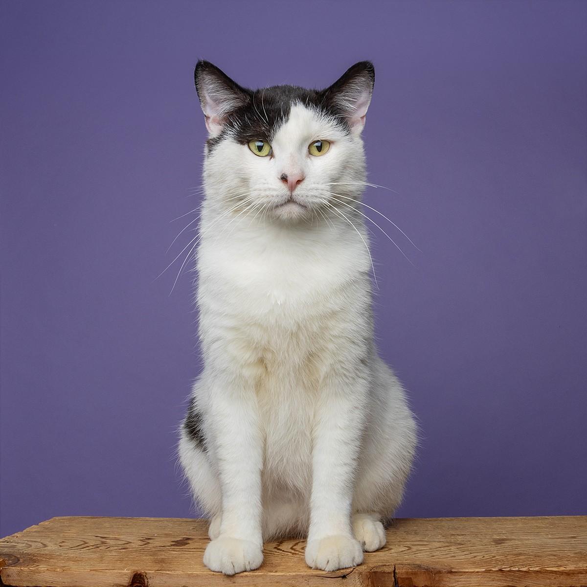 Enlarge Sweet, Cool Archer!, a Adoptable Domestic Short Hair in Warren, MI image 4/6