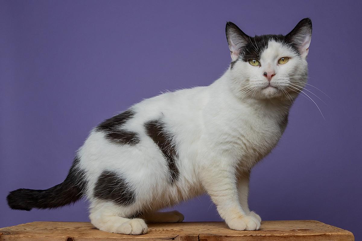 Enlarge Sweet, Cool Archer!, a Adoptable Domestic Short Hair in Warren, MI image 6/6