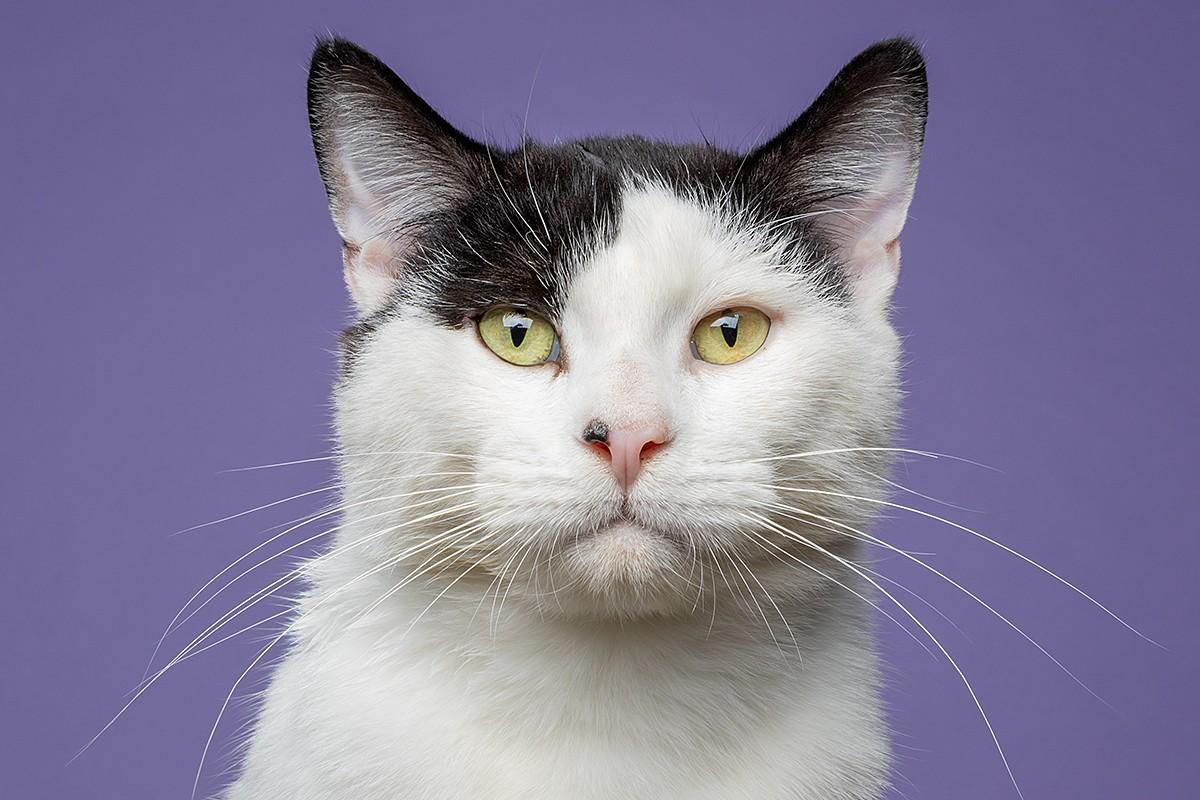 Enlarge Sweet, Cool Archer!, a Adoptable Domestic Short Hair in Warren, MI image 5/6