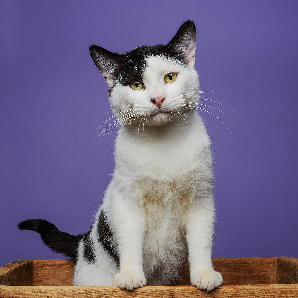 Enlarge Sweet, Cool Archer!, a Adoptable Domestic Short Hair in Warren, MI image 1/6