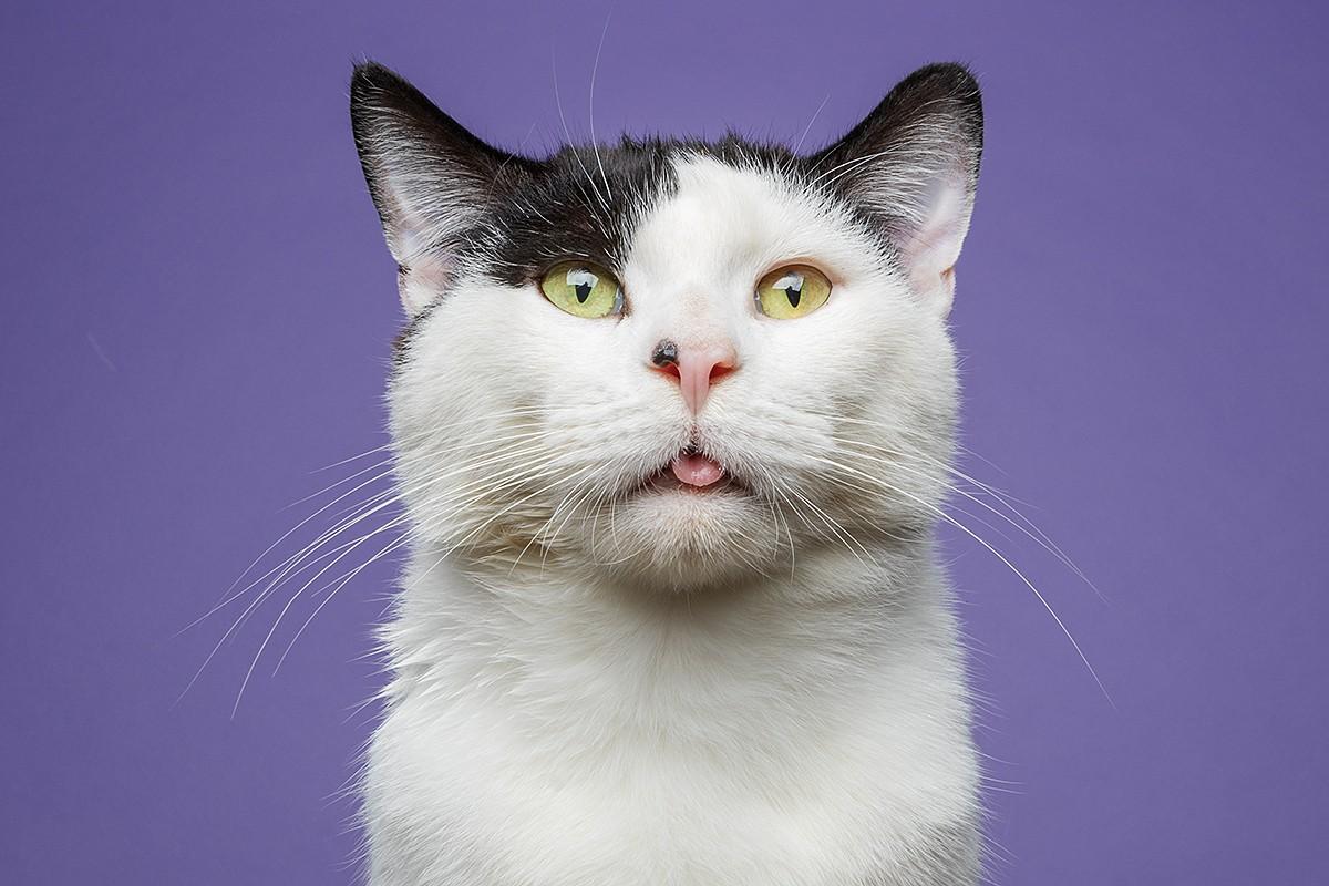 Enlarge Sweet, Cool Archer!, a Adoptable Domestic Short Hair in Warren, MI image 2/6