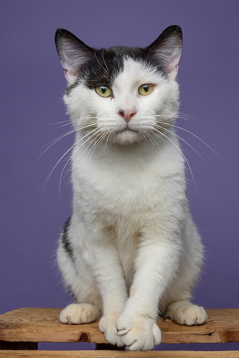 Enlarge Sweet, Cool Archer!, a Adoptable Domestic Short Hair in Warren, MI image 3/6