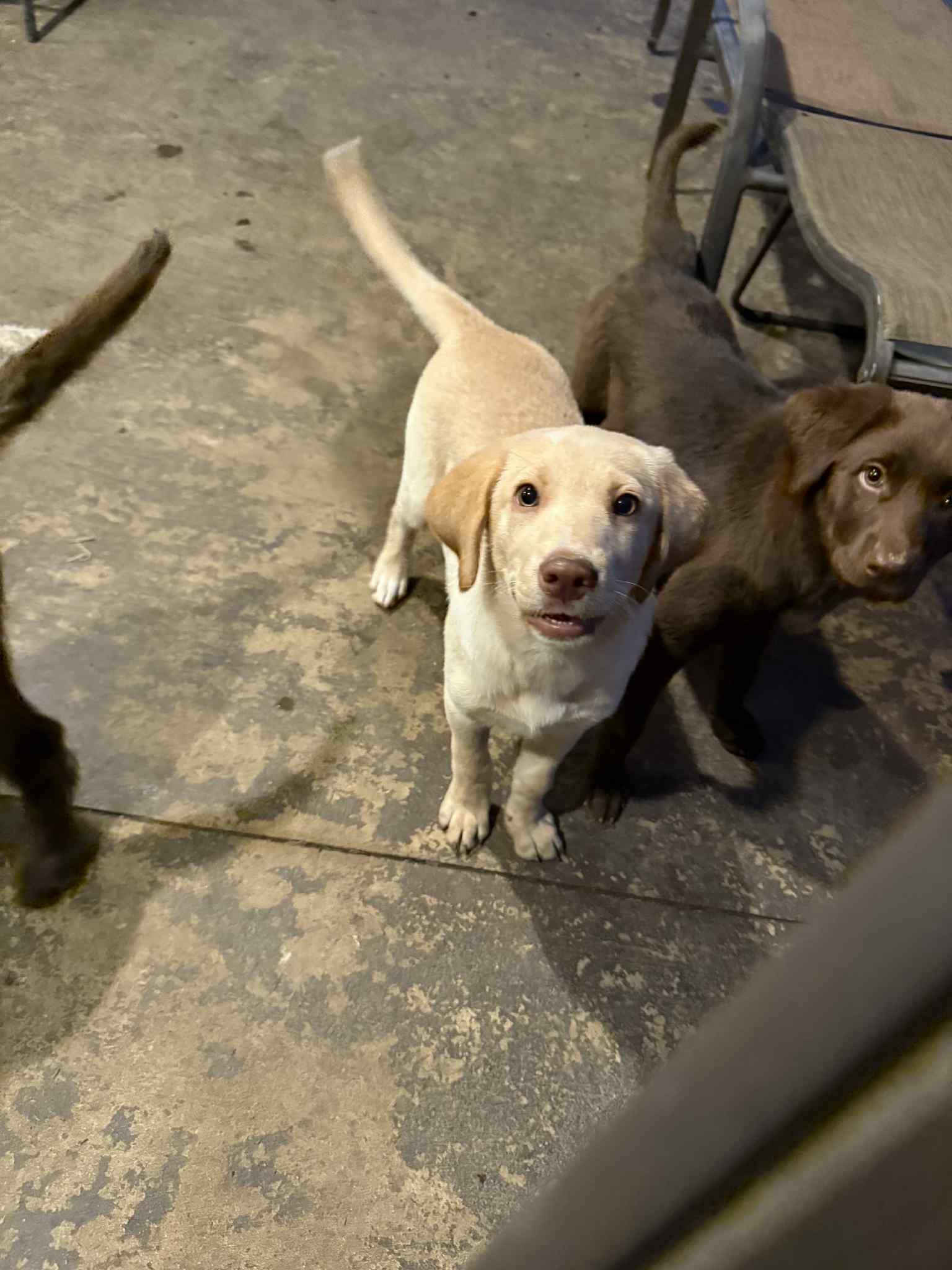 Jules, Adopted, Young Female Labrador Retriever.