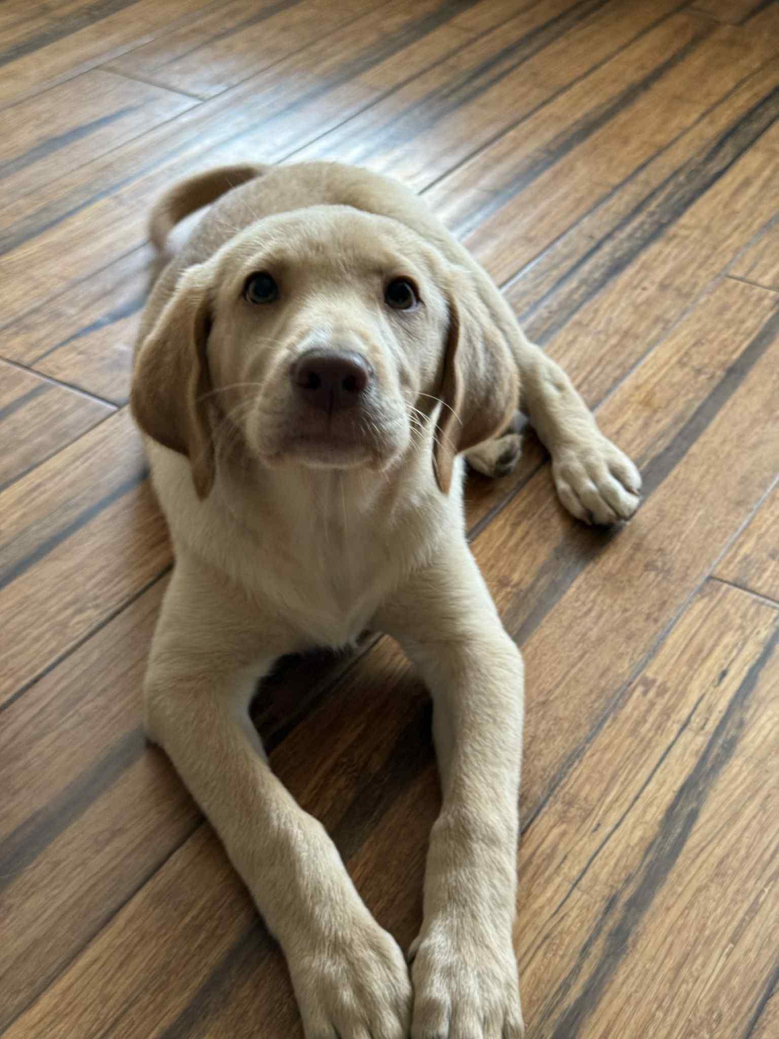 Jules, a Adopted mixed breed in Shillington, PA image 2/3