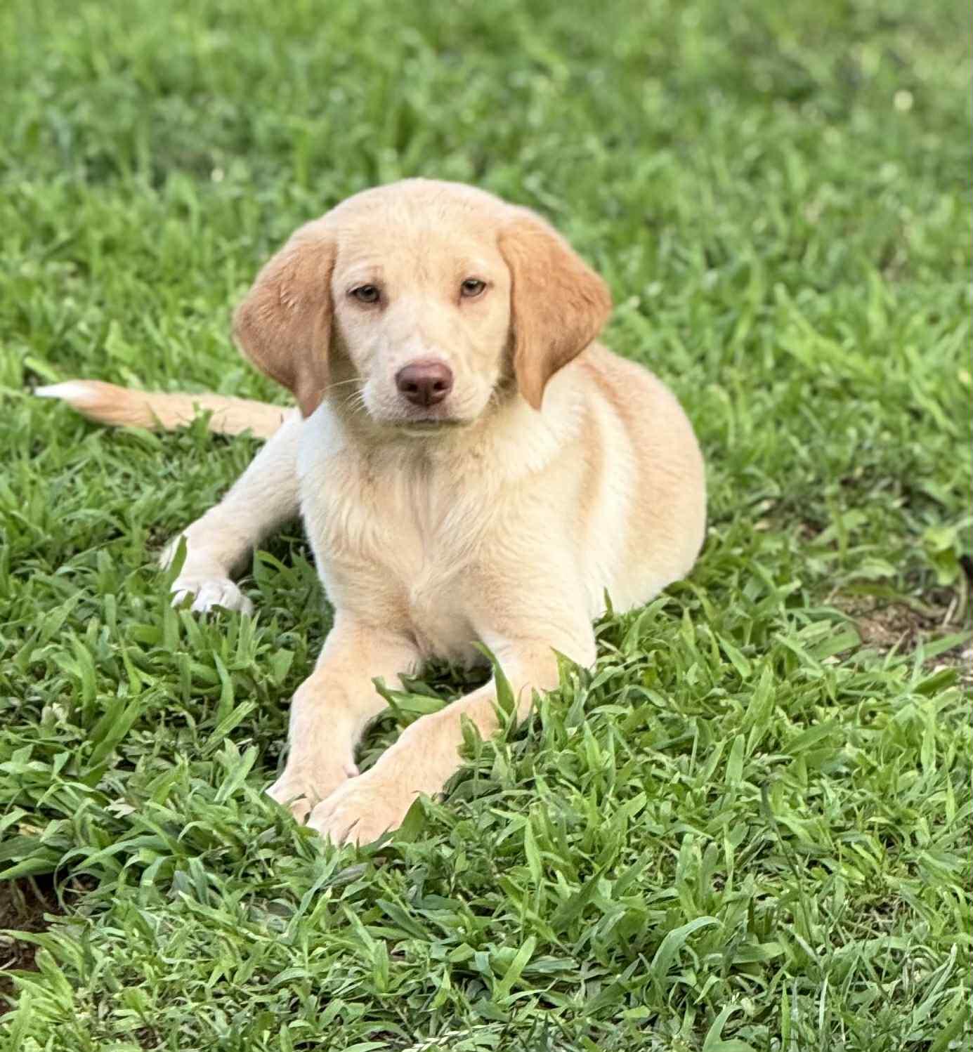 Jules, a Adopted mixed breed in Shillington, PA image 3/3