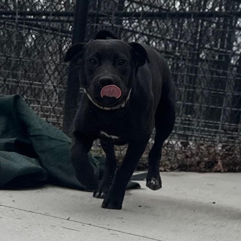 Theodore, Adoptable, Young Male Mixed Breed.