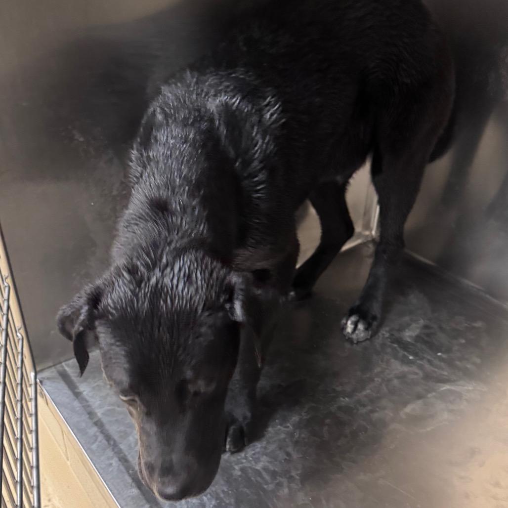 Enlarge Theodore, a Adoptable Mixed Breed in Winston-Salem, NC image 2/4