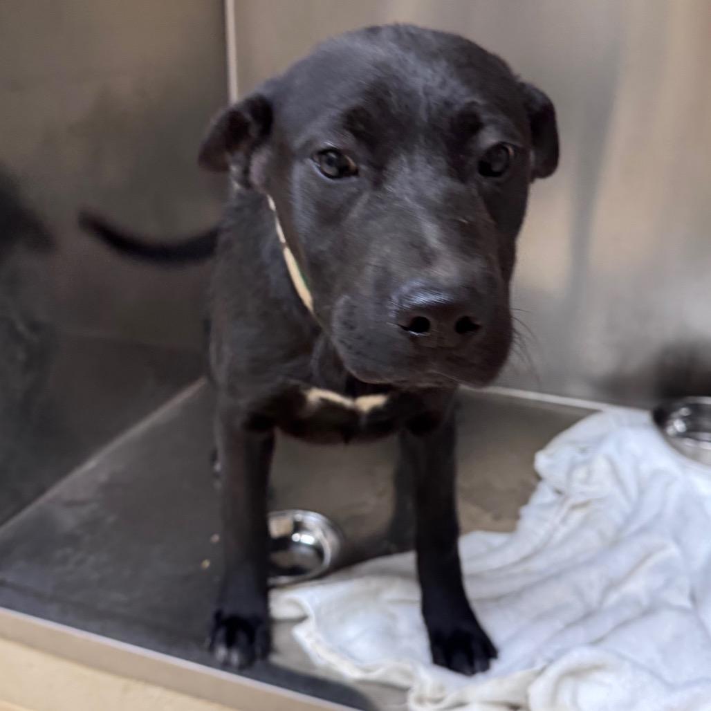 Enlarge Theodore, a Adoptable Mixed Breed in Winston-Salem, NC image 3/4