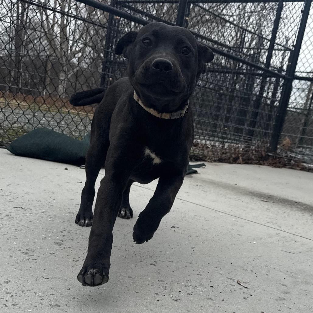 Enlarge Theodore, a Adoptable Mixed Breed in Winston-Salem, NC image 4/4