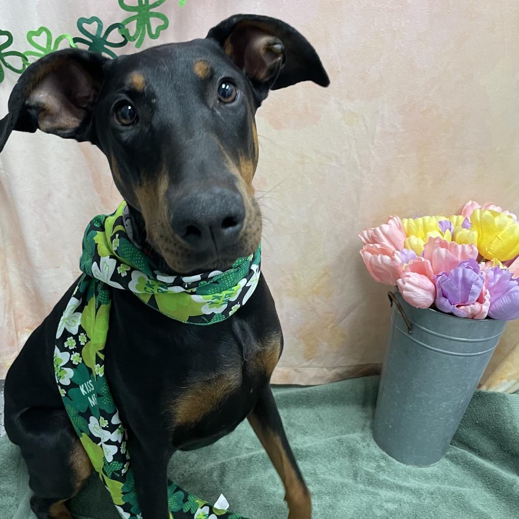 Enlarge Bella, a Adoptable Doberman Pinscher in Henderson, NV image 1/2