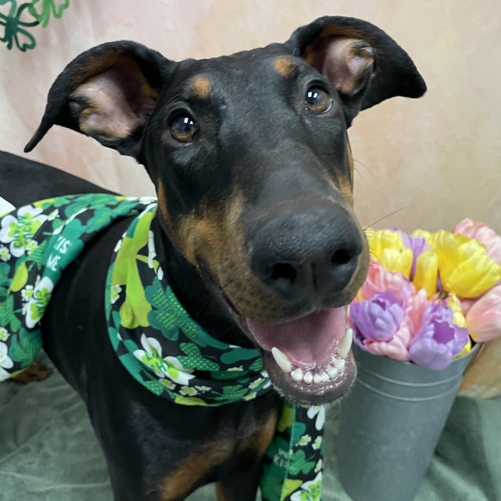 Enlarge Bella, a Adoptable Doberman Pinscher in Henderson, NV image 2/2