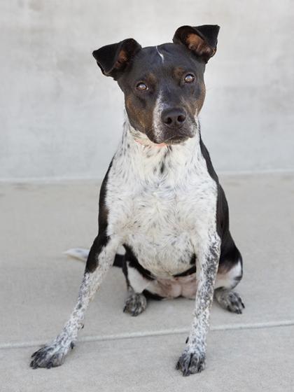 Enlarge Lady, a Adoptable mixed breed in Longmont, CO image 1/3