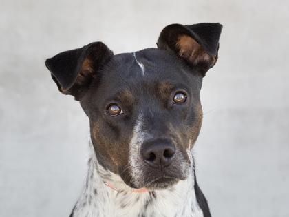 Lady, a Adoptable mixed breed in Longmont, CO image 3/3