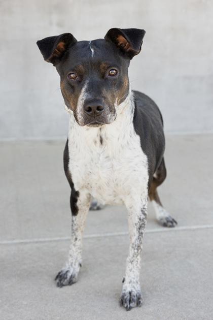 Enlarge Lady, a Adoptable mixed breed in Longmont, CO image 3/3