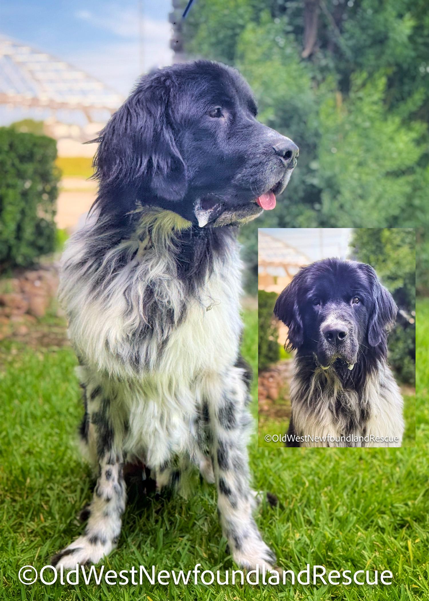 Mr B, adopted, Adult Male Newfoundland Dog.