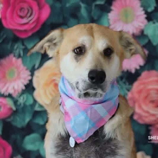 Willow, Adoptable, Adult Female Shepherd.