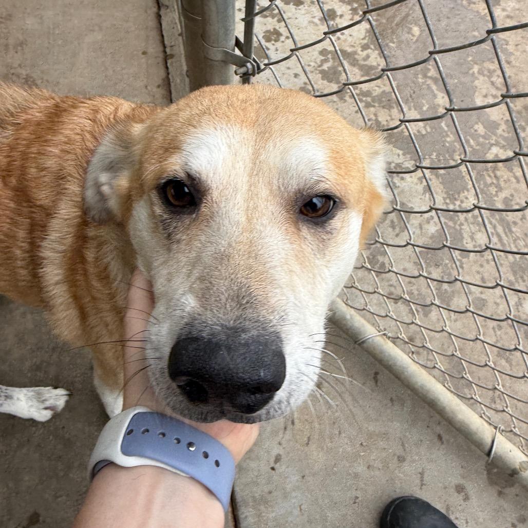 Enlarge Willow, a Adoptable Shepherd in Collinsville , OK image 2/6