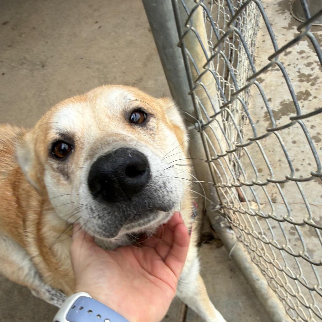 Enlarge Willow, a Adoptable Shepherd in Collinsville , OK image 3/6
