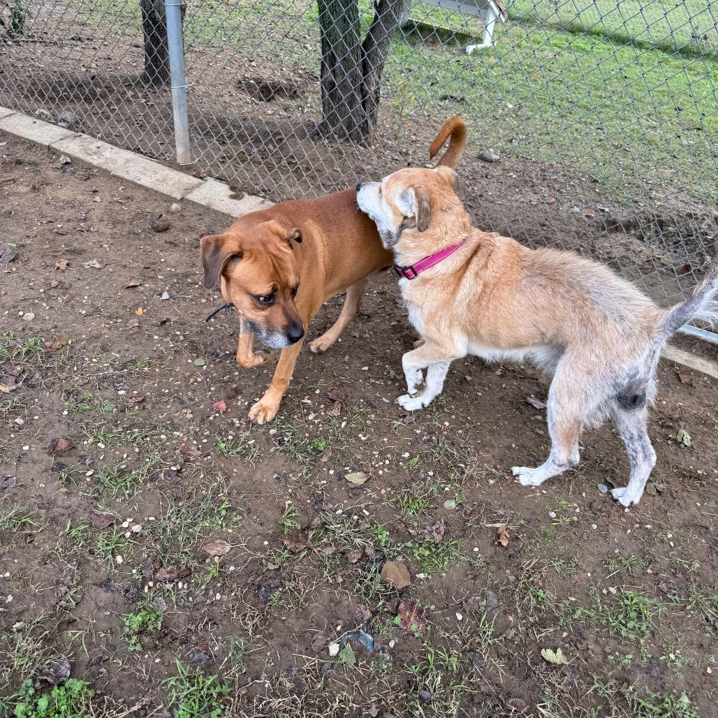 Enlarge Willow, a Adoptable Shepherd in Collinsville , OK image 5/6