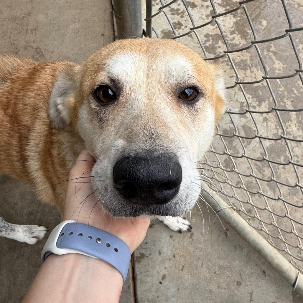 Enlarge Willow, a Adoptable Shepherd in Collinsville , OK image 6/6