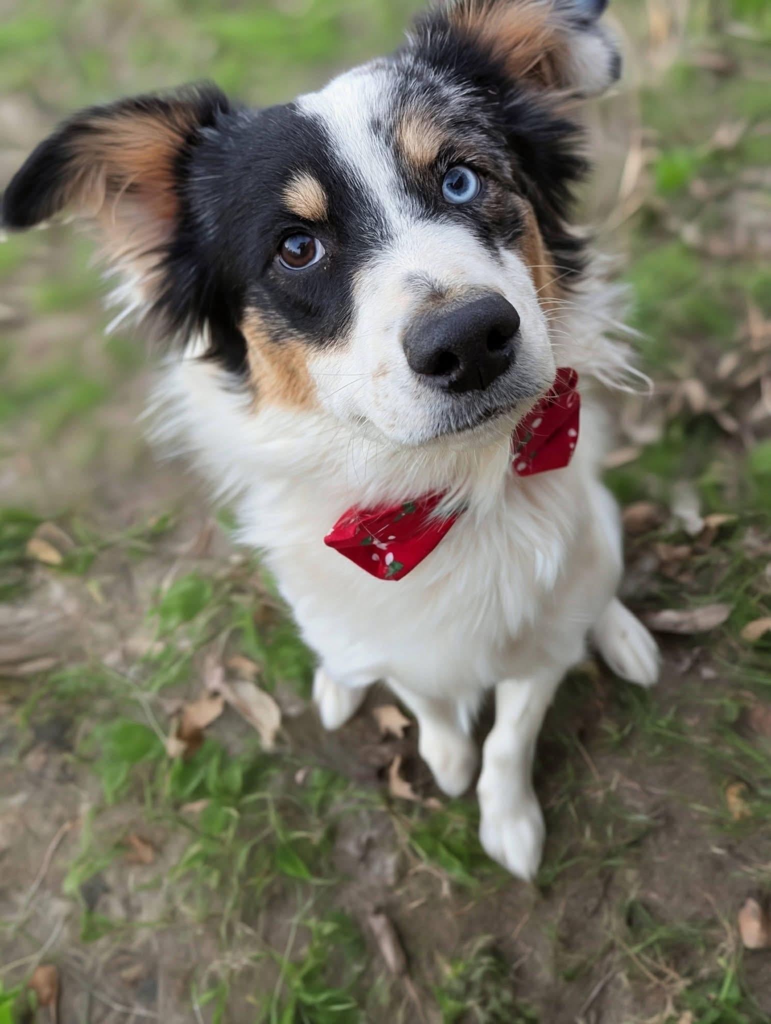 Enlarge Lamb , a ADOPTABLE mixed breed in Mendham, NJ image 1/5