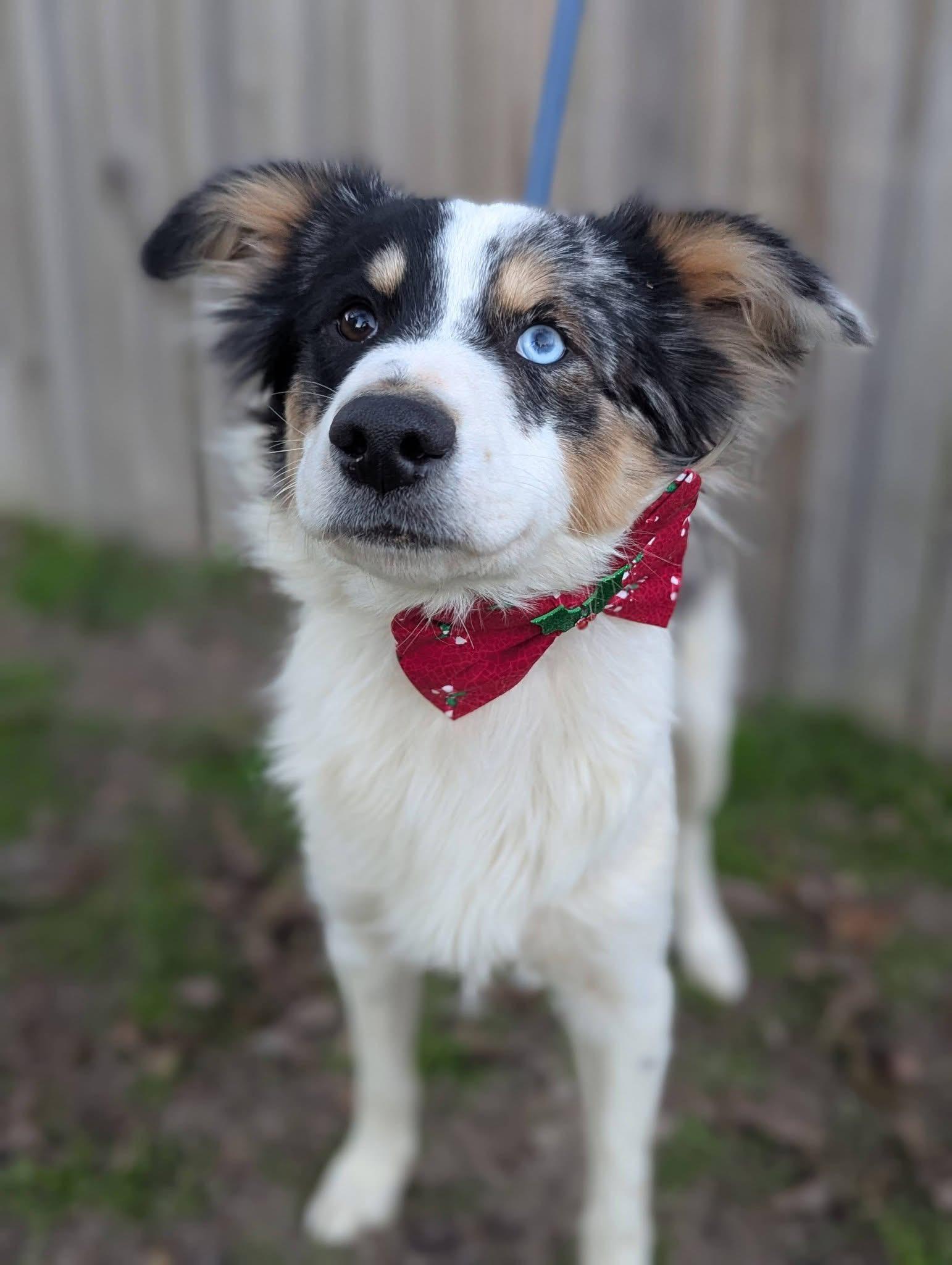 Enlarge Lamb , a ADOPTABLE mixed breed in Mendham, NJ image 2/5
