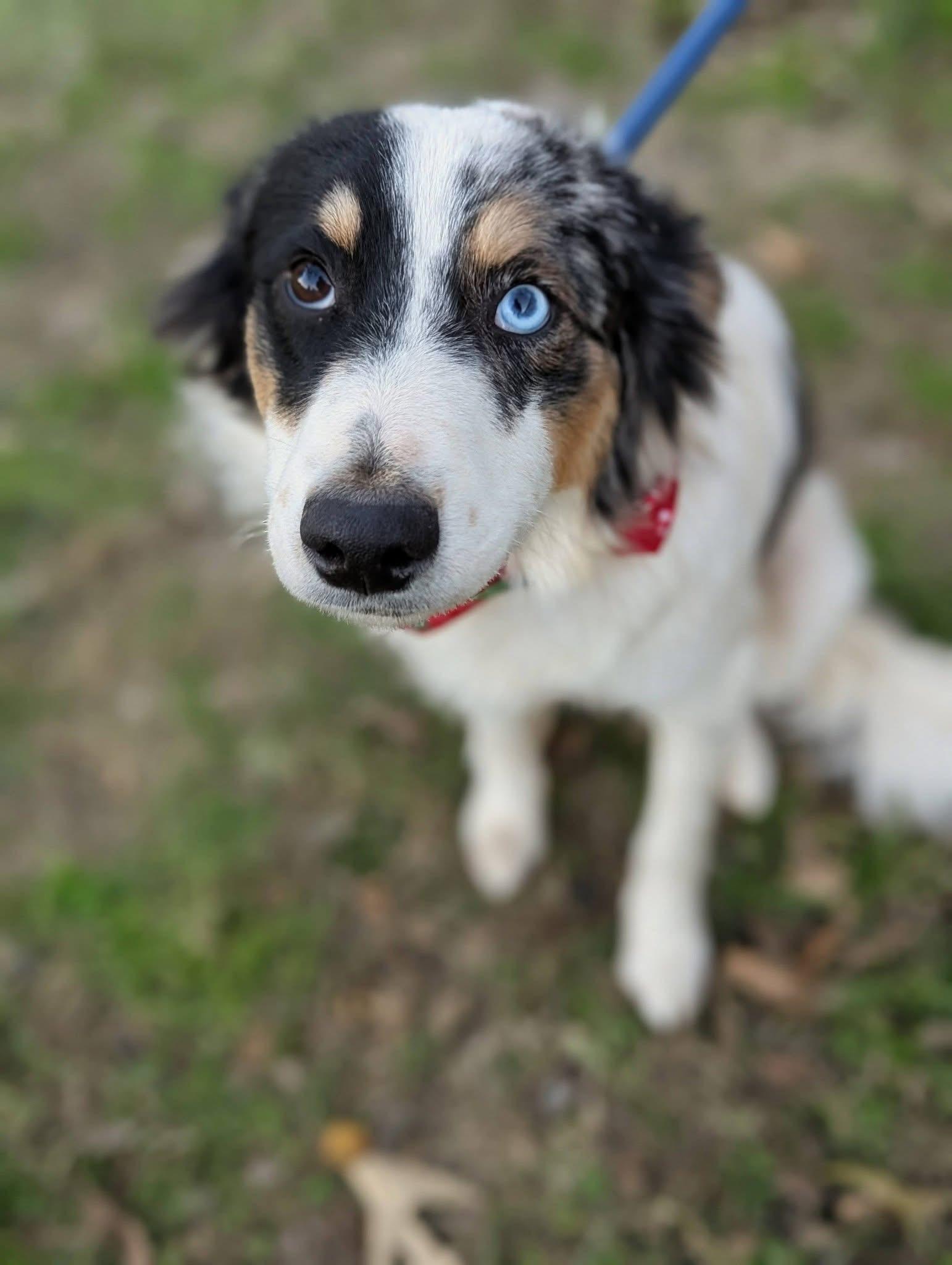 Enlarge Lamb , a ADOPTABLE mixed breed in Mendham, NJ image 3/5
