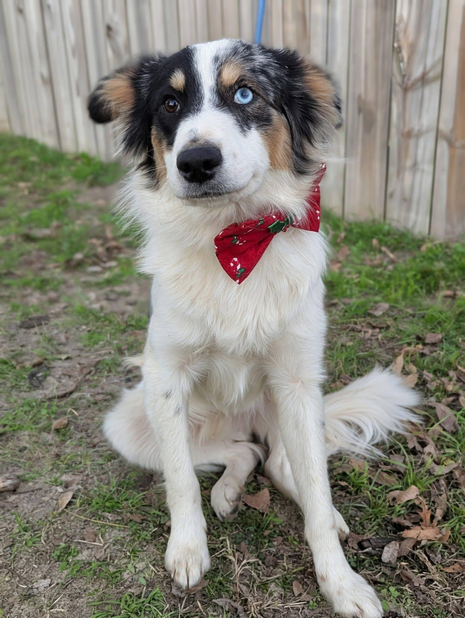 Enlarge Lamb , a ADOPTABLE mixed breed in Mendham, NJ image 4/5