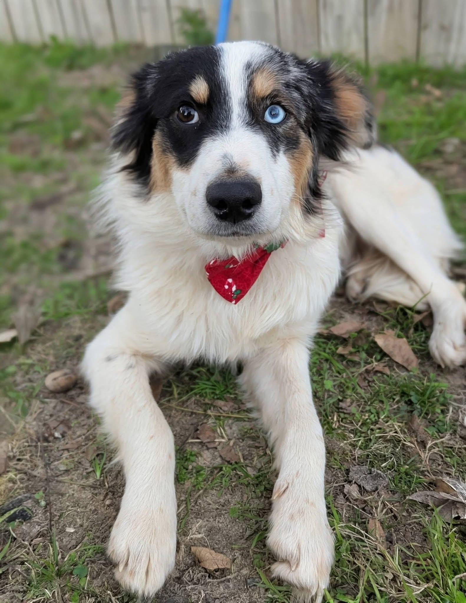 Enlarge Lamb , a ADOPTABLE mixed breed in Mendham, NJ image 5/5