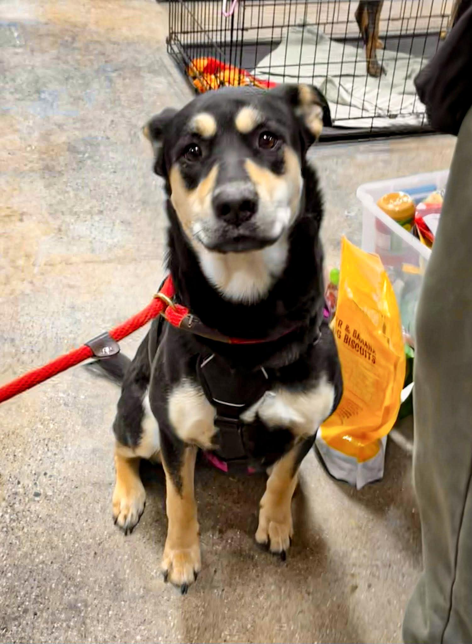 Enlarge ROXY- Needs a forever home!, an adopted mixed breed in Birmingham, MI image 4/6