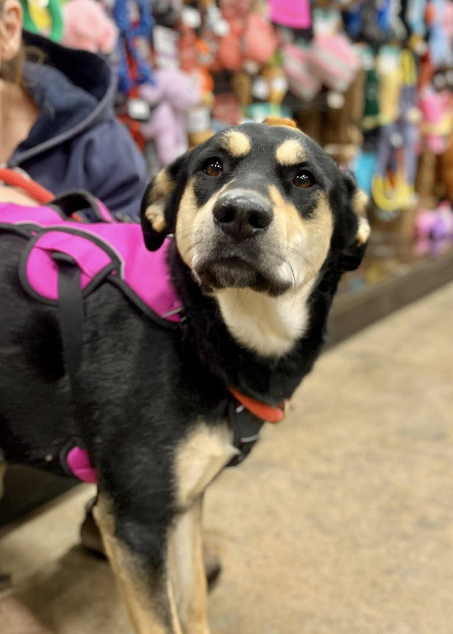 Enlarge ROXY- Needs a forever home!, an adopted mixed breed in Birmingham, MI image 5/6