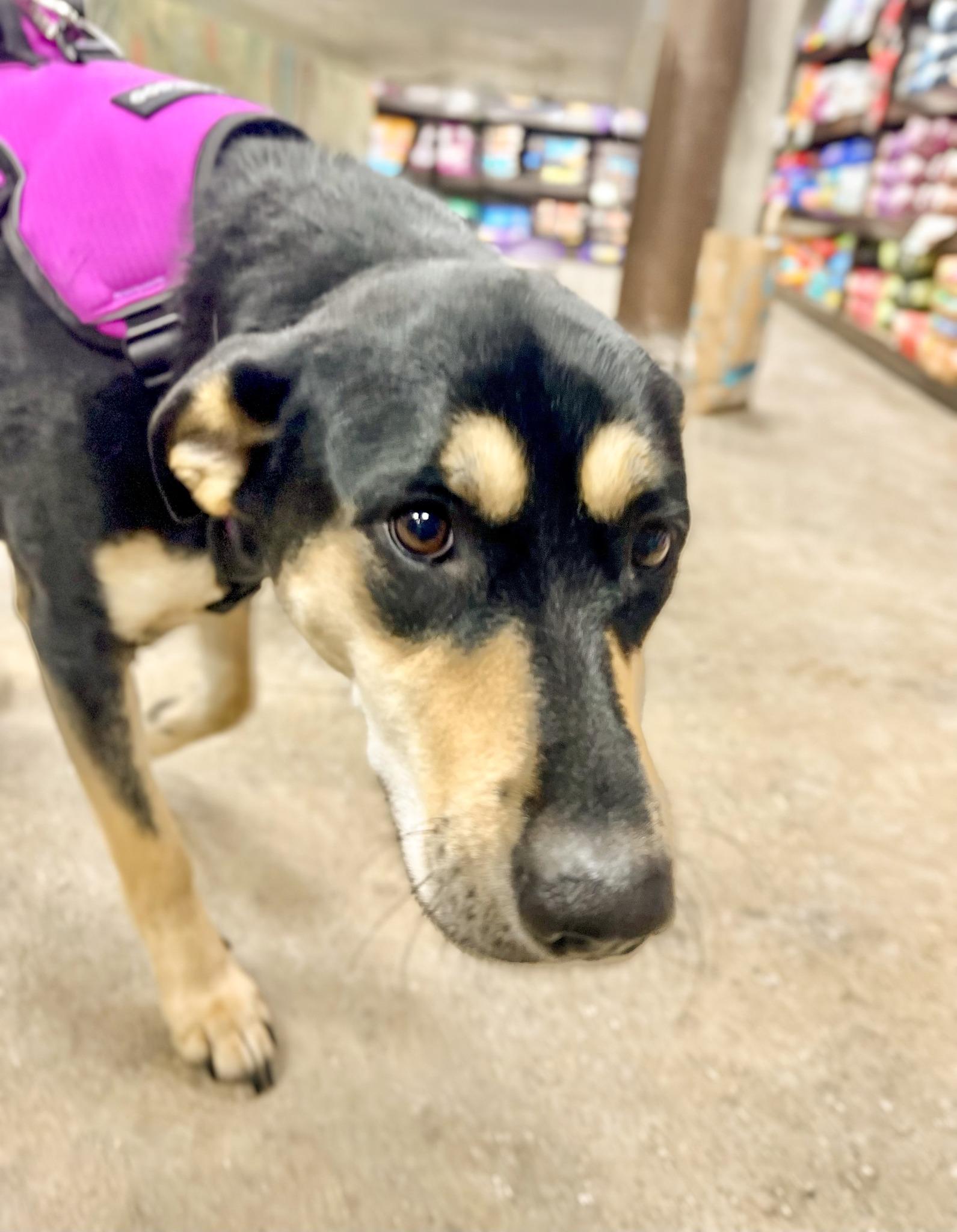 Enlarge ROXY- Needs a forever home!, an adopted mixed breed in Birmingham, MI image 6/6