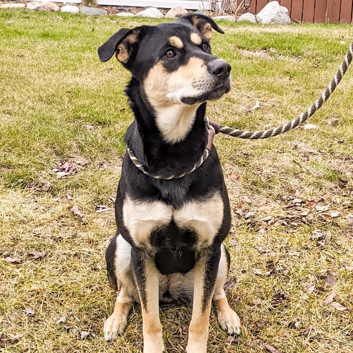 Enlarge ROXY- Needs a forever home!, an adopted mixed breed in Birmingham, MI image 2/6