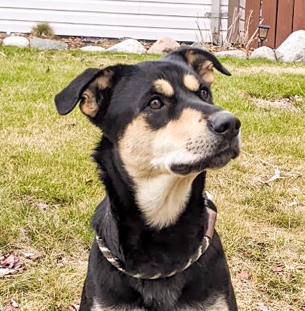 Enlarge ROXY- Needs a forever home!, an adopted mixed breed in Birmingham, MI image 1/6