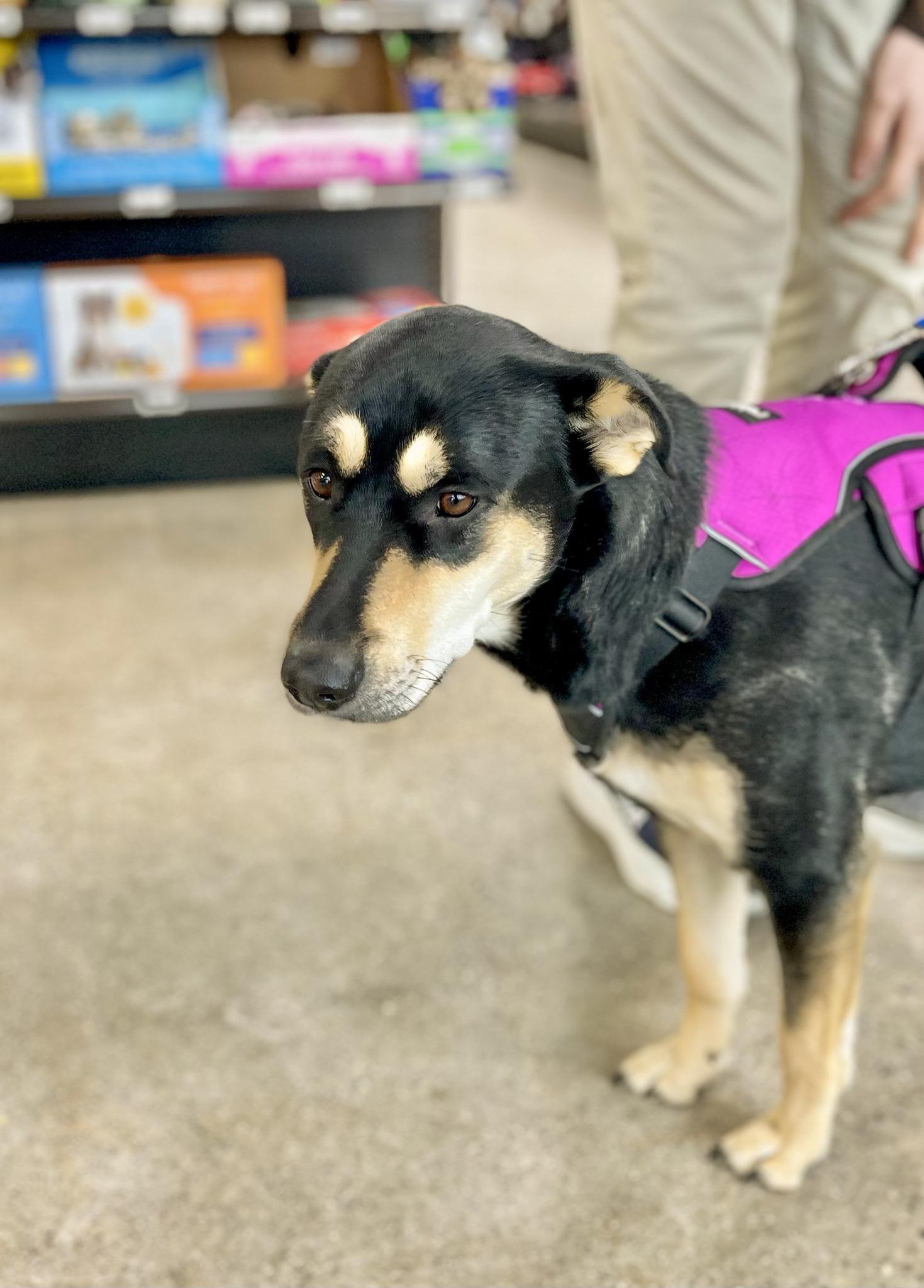 Enlarge ROXY- Needs a forever home!, an adopted mixed breed in Birmingham, MI image 3/6