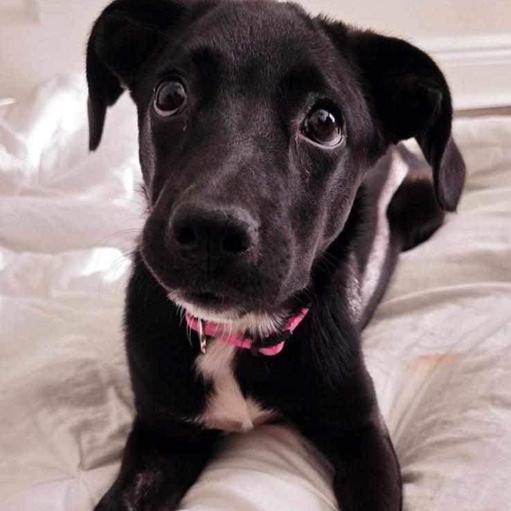 Dog for adoption Charlie, a Labrador Retriever Mix in Saint Petersburg, FL Petfinder