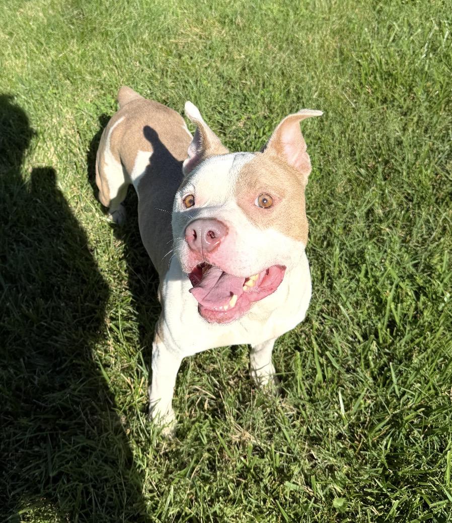Mamba, ADOPTABLE, Adult Male Mixed Breed.