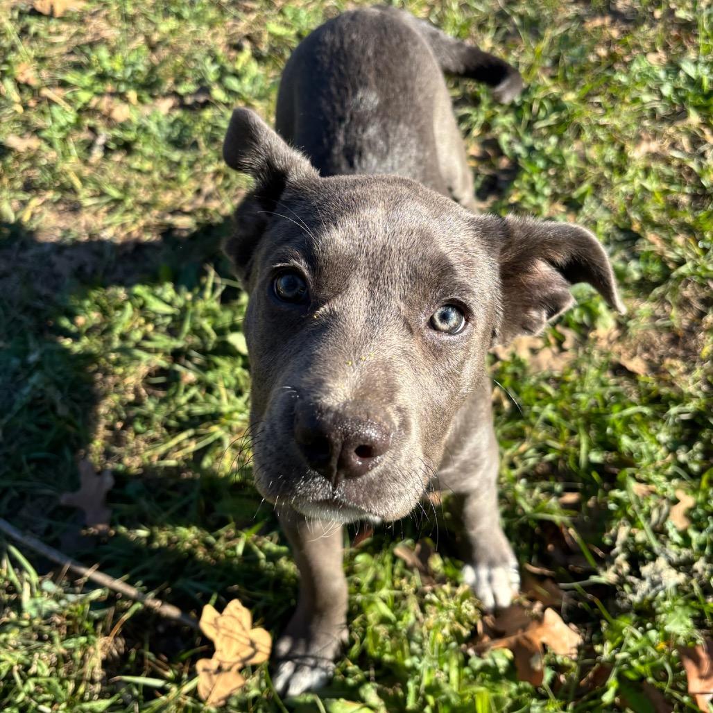Quinn, Adoptable, Puppy Female American Staffordshire Terrier.