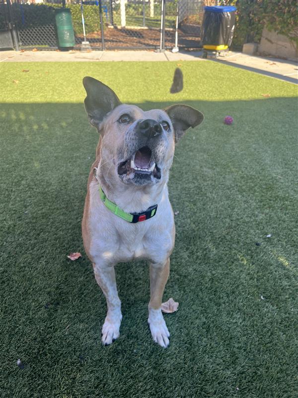 Enlarge Mushroom Gravy, a Adoptable Australian Cattle Dog / Blue Heeler in Elk Grove, CA image 1/3