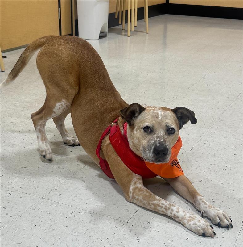 Enlarge Mushroom Gravy, a Adoptable Australian Cattle Dog / Blue Heeler in Elk Grove, CA image 2/3