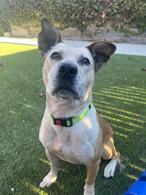 Enlarge Mushroom Gravy, a Adoptable Australian Cattle Dog / Blue Heeler in Elk Grove, CA image 3/3