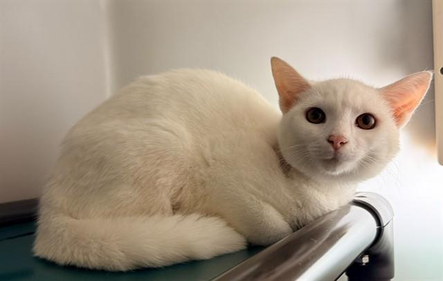 Enlarge HOLLIE LEE, a Adoptable Domestic Short Hair in Statesville, NC image 1/1