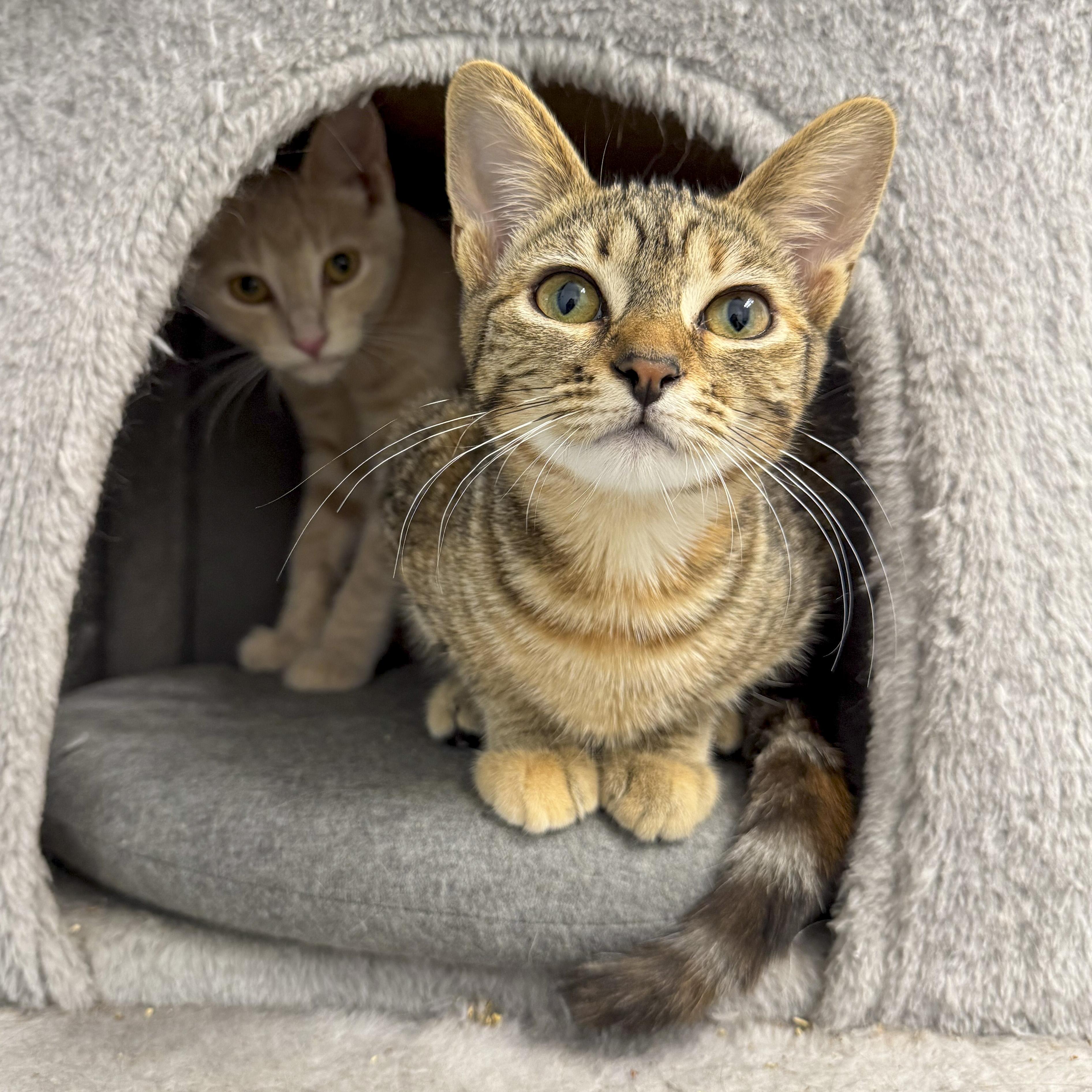 Bella, a Adoptable mixed breed in Antioch, CA image 2/6