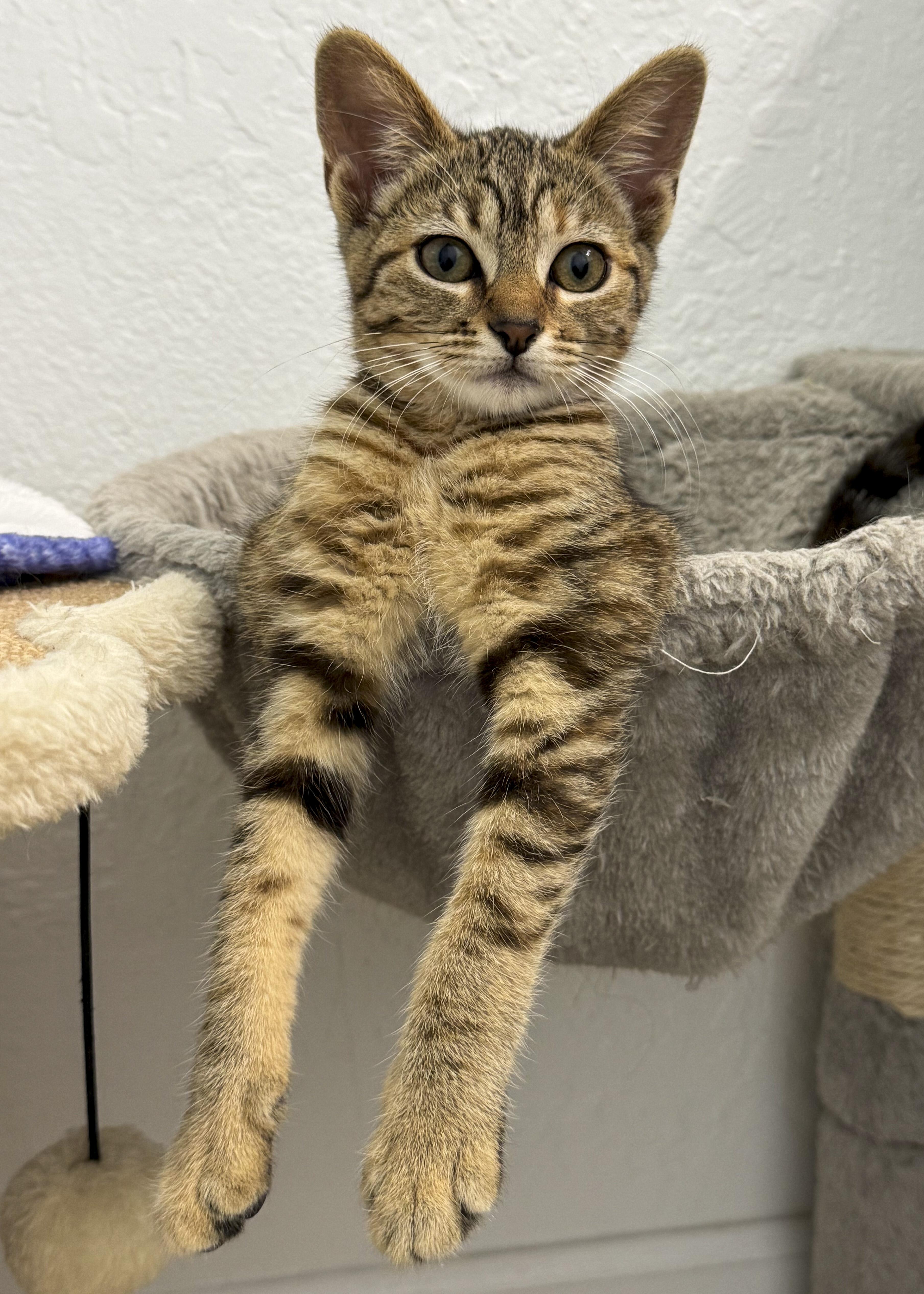 Bella, a Adoptable mixed breed in Antioch, CA image 3/6