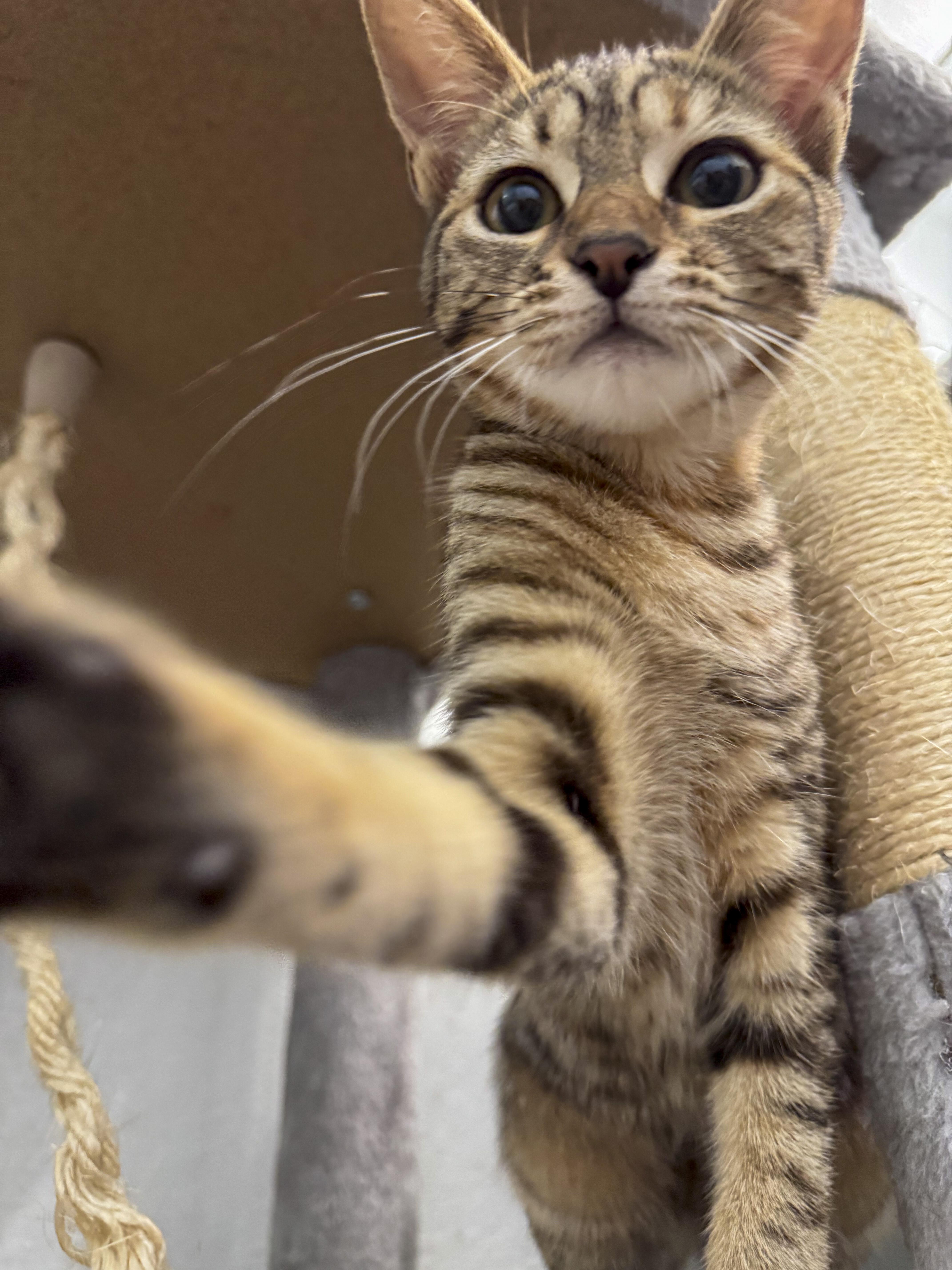 Bella, a Adoptable mixed breed in Antioch, CA image 4/6